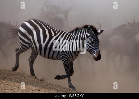 Comune o pianure zebra (Equus quagga burchellii) muovendosi attraverso una nube di polvere. Il Masai Mara riserva nazionale del Kenya. Foto Stock