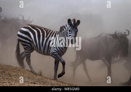 Comune o pianure zebra (Equus quagga burchellii) muovendosi attraverso una nube di polvere. Il Masai Mara riserva nazionale del Kenya. Foto Stock