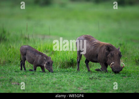 Facoceri rovistando (Phacochoerus africanus) la madre e il bambino a giocare, il Masai Mara riserva nazionale del Kenya. Foto Stock