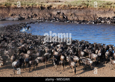 Bianco orientale-barbuto Gnu (Connochaetes taurinus) allevamento attraversando il fiume Mara. Il Masai Mara riserva nazionale del Kenya. Foto Stock