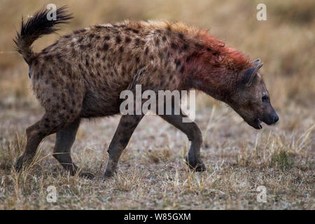 Spotted hyena (Crocuta crocuta) passeggiate e annusare il terreno. Il Masai Mara riserva nazionale del Kenya. Foto Stock