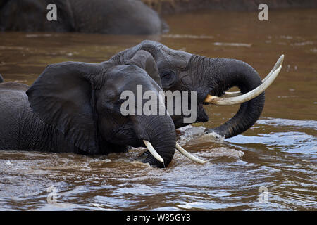 African elephants (Loxodonta africana) playing in a river. Maasai Mara National Reserve, Kenya. Foto Stock