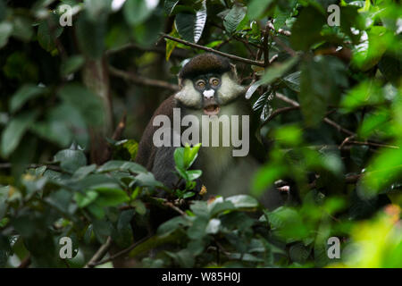 Red-tailed monkey (Cercopithecus ascanius) chiamando. Kakamega Forest National Reserve, provincia occidentale, in Kenya. Foto Stock