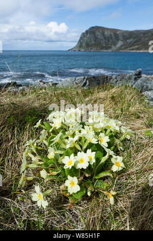 Primula comune (Primula vulgaris) sulla costa di Runde, Heroy, More og Romsdal, Norvegia, maggio 2012. Foto Stock