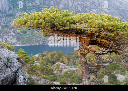 Di pino silvestre (Pinus sylvestris) granny tree&#39; nella foresta, Sula Isola, Solund, Sogn og Fjordane, Norvegia, Giugno. Foto Stock