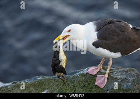 Grande nero-backed gull (Larus marinus) Comune di cattura Guillemot (Uria aalge) pulcino, Hornoey, Finnmark, Norvegia, Luglio. Foto Stock