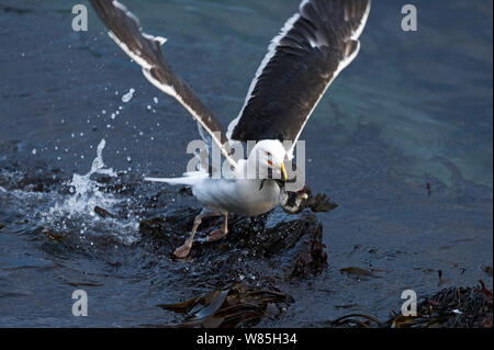 Grande nero-backed gull (Larus marinus) prendendo il largo da acqua con comuni Guillemot (Uria aalge) pulcino di decollo, Hornoeya. Finnmark, Norvegia, Luglio. Foto Stock