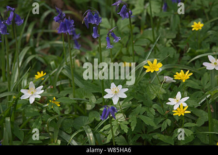 Bluebells (Hyacinthoides non scripta), Lesser celandine (Ranunculus ficaria) e maggiore stitchwort (Stellaria holostea) Foxley legno, Norfolk, Regno Unito, aprile 2014. Foto Stock