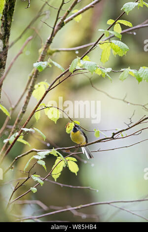 Wagtail grigio (Motacilla cinerea) maschio, legno di Cree RSPB Riserva, Dumfries and Galloway, Scozia, maggio. Foto Stock