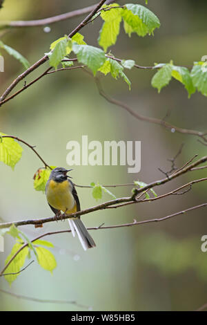 Wagtail grigio (Motacilla cinerea) maschio, legno di Cree RSPB Riserva, Dumfries and Galloway, Scozia, maggio. Foto Stock