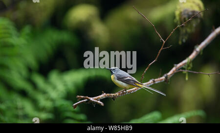 Wagtail grigio (Motacilla cinerea) maschio arroccato, legno di Cree RSPB Riserva, Dumfries and Galloway, Scozia, maggio. Foto Stock