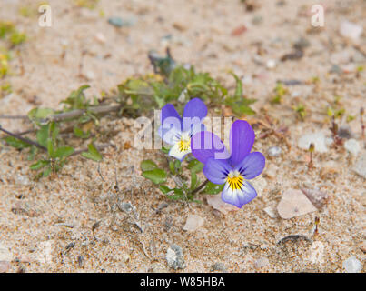 Wild pansy (Viola tricolore) cresce in duna di sabbia, sabbie di Forvie Riserva Naturale Nazionale, Aberdeenshire, Scozia, Giugno. Foto Stock