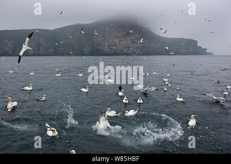 Sule (Morus bassanus) alimentazione su off sgombro costa, Noss, Shetland, Regno Unito, Giugno. Foto Stock