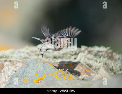 Twite (Carduelis flavirostris) prendendo il largo, Sumburgh Head, Shetland, Regno Unito, Giugno. Foto Stock