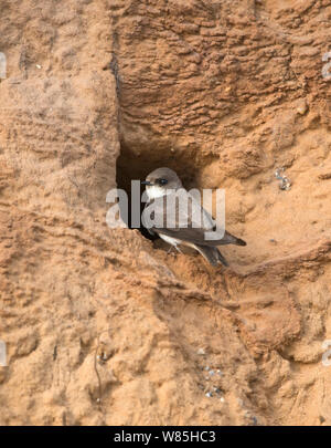 Sabbia martin (Riparia Riparia) a nido in scogliera sul mare del Nord, Norfolk, Regno Unito, Giugno. Foto Stock