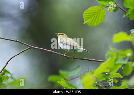 Legno trillo (Phylloscopus sibilatrix) arroccato, legno di Cree RSPB Riserva, Dumfries and Galloway, Scozia, maggio. Foto Stock