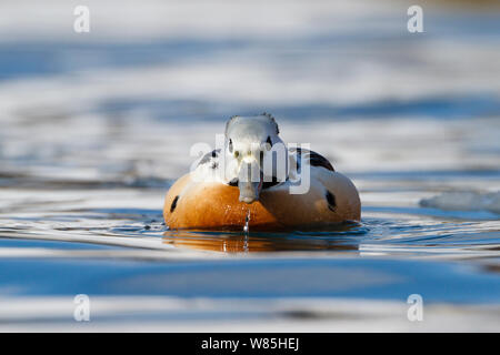 Steller maschio&#39;s Eider (Polysticta stelleri) sull'acqua, Batsfjord, Norvegia. Marzo. Foto Stock