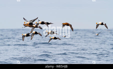 Gregge di Re Eiders (Somateria spectabilis) in volo. Vardo, Norvegia, Marzo. Foto Stock