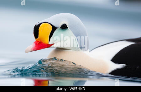 Maschio adulto King Eider (Somateria spectabilis) verticale. Batsfjord, Norvegia, Marzo. Foto Stock