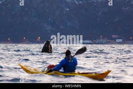 Spyhopping Humpback Whale (Megaptera novaeangliae) guardato il mio uomo in kayak. Kvaloya, Troms, Norvegia settentrionale. Novembre. Foto Stock