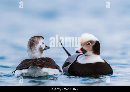 Coppia di Long-tailed anatre (Clangula hyemalis) sul mare, Batsfjord, Norvegia. Marzo. Foto Stock