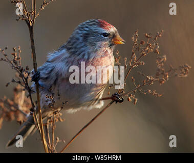 Comune (redpoll Carduelis flammea) alimentazione sulla testa di sementi, Uto, Finlandia, Novembre. Foto Stock