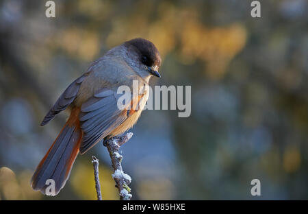 Siberian jay (Perisoreus infaustus) appollaiato sul ramo, Kuusamo, Finlandia, Novembre. Foto Stock