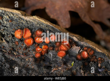 Fungo di ciglia (Scutellinia scutellata) Sussex, Inghilterra, Regno Unito. Foto Stock