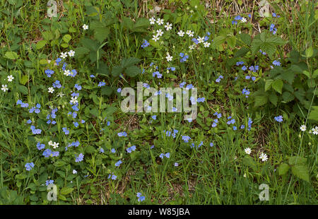 Germander speedwell (Veronica chamaedrys) con minore stitchwort (Stellaria graminea) Sussex, Inghilterra Aprile. Foto Stock