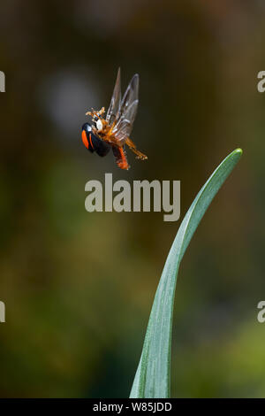 Harlequin ladybird (Harmonia axyridis) in volo, specie invasive, Inghilterra, Regno Unito. Marzo. Foto Stock