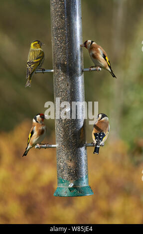 (Lucherino Carduelis spinus) e tre cardellini (Carduelis carduelis) a birdfeeder. Sussex, Inghilterra, Regno Unito. Marzo. Foto Stock