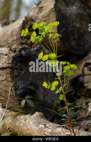 Legno (Euforbia Euphorbia amygdaloides) cresce nei boschi, Sussex, Inghilterra, Regno Unito. Aprile. Foto Stock