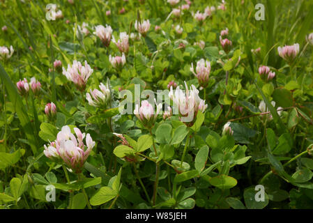 Trifoglio bianco (Trifolium repens) in fiore, Cipro marzo. Foto Stock