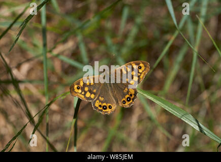 Legno Sprckled butterfly (Pararge aegeria) forma europea di Minorca. Maggio. Foto Stock