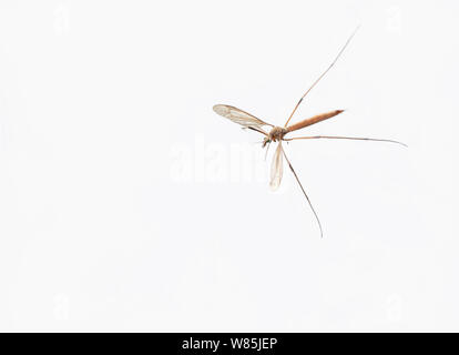Cranefly o daddy-lungo-gambe (Tipula) femmina in volo contro uno sfondo bianco, Sussex, Inghilterra, Regno Unito. Settembre. Foto Stock