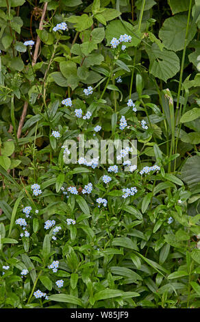 Foreget-me-non (Myosotis arvense) fiori, Sussex, Inghilterra, Regno Unito. Giugno. Foto Stock