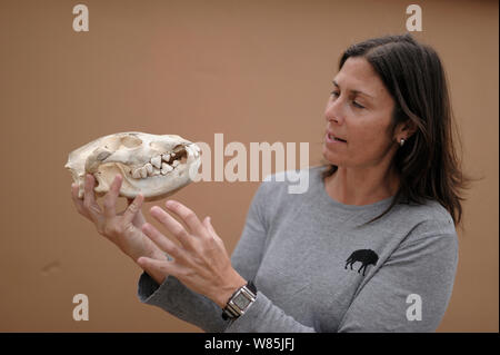 Dr Ingrid Wiesel del Brown Iena Progetto di ricerca azienda marrone (hyaena Hyaena brunnea) il cranio. Foto Stock