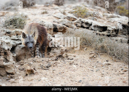 La iena marrone (Hyaena brunnea) adulto fuori den, Sperrgebiet National Park, Namibia, Dicembre. Foto Stock