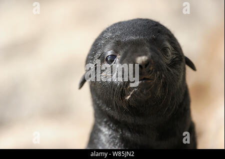 Capo pelliccia sigillo (Arctocephalus pusillus pusillus) pup, Sperrgebiet National Park, Namibia, Novembre. Foto Stock