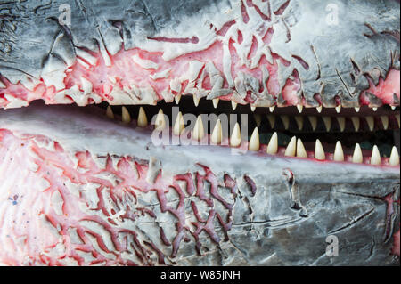 Dead focena (Phocoena phocoena) close up, Penisola Varanger, Finnmark, Norvegia, Marzo. Foto Stock