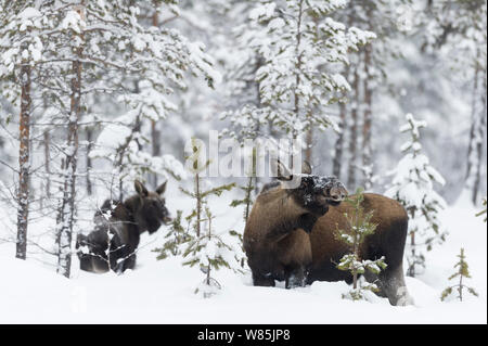 Unione elk (Alces alces) femmina e vitello nella neve, Tjamotis, Lapponia, Svezia, febbraio. Foto Stock