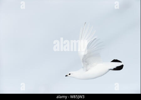 Pernice bianca (Lagopus muta) femmina volanti, Rapadalen, Sarek National Park, Laponia World Heritage Site, Lapponia, Svezia, Aprile. Foto Stock