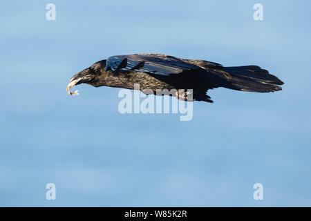 Comune di corvo imperiale (Corvus corax) con pesce rubato da uccelli marini, Hornoya bird cliff, Norvegia. Marzo. Foto Stock