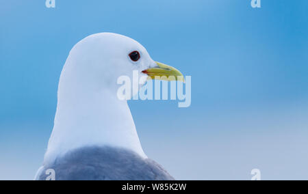 Kittiwake (Rissa tridactyla) close up ritratto. Blu ghiaccio da un ghiacciaio in background. Svalbard, Norvegia. Luglio Foto Stock