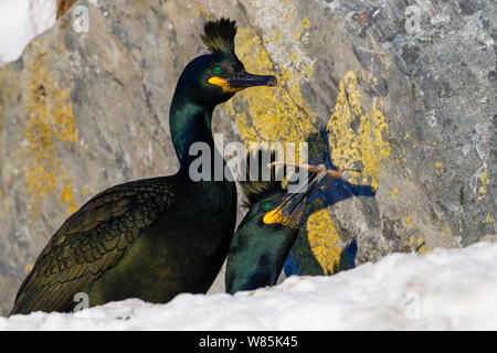 Shags europea (Phalacrocorax aristotelis) nel corteggiamento. Uccello Hornoya cliff, Finnmark, Norvegia. Marzo. Foto Stock