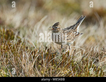 Allodola Alauda (arvense) sul suolo, Shetland, Scozia, Aprile. Foto Stock