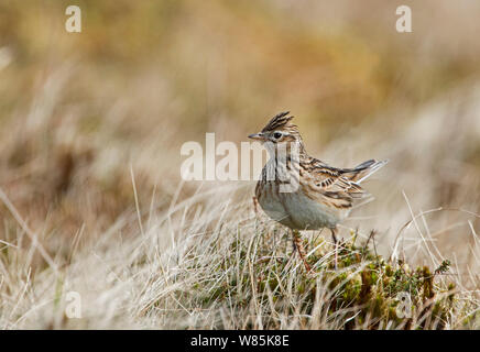 Allodola Alauda (arvense) sul suolo, Shetland, Scozia, Aprile. Foto Stock