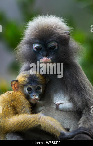 Dusky leaf monkey (Trachypithecus obscurus) femmina con il lattante baby . Khao Sam Roi Yot National Park, Thailandia. Foto Stock