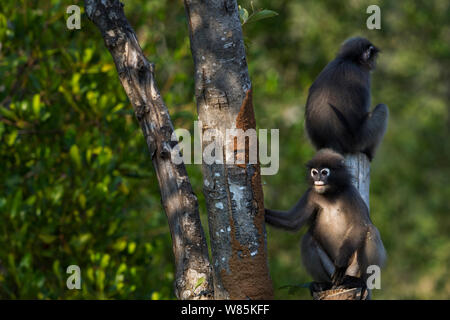 Dusky leaf monkey (Trachypithecus obscurus)s seduto su un ceppo di albero . Khao Sam Roi Yot National Park, Thailandia. Marzo 2015. Foto Stock