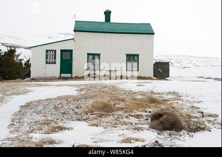 Arctic Fox (Alopex lagopus) in scuro cappotto invernale, dormire vicino intavolato house, Islanda. Aprile. Foto Stock